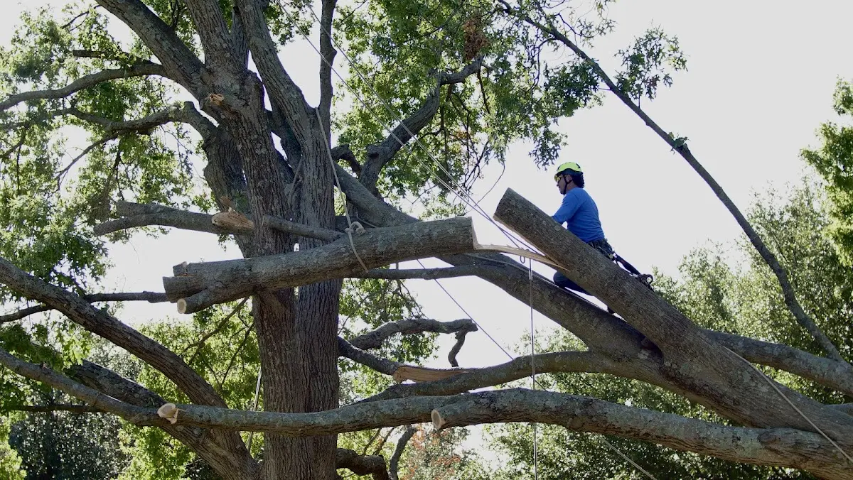 Professional Crown Thinning performed by certified arborists in Truchas