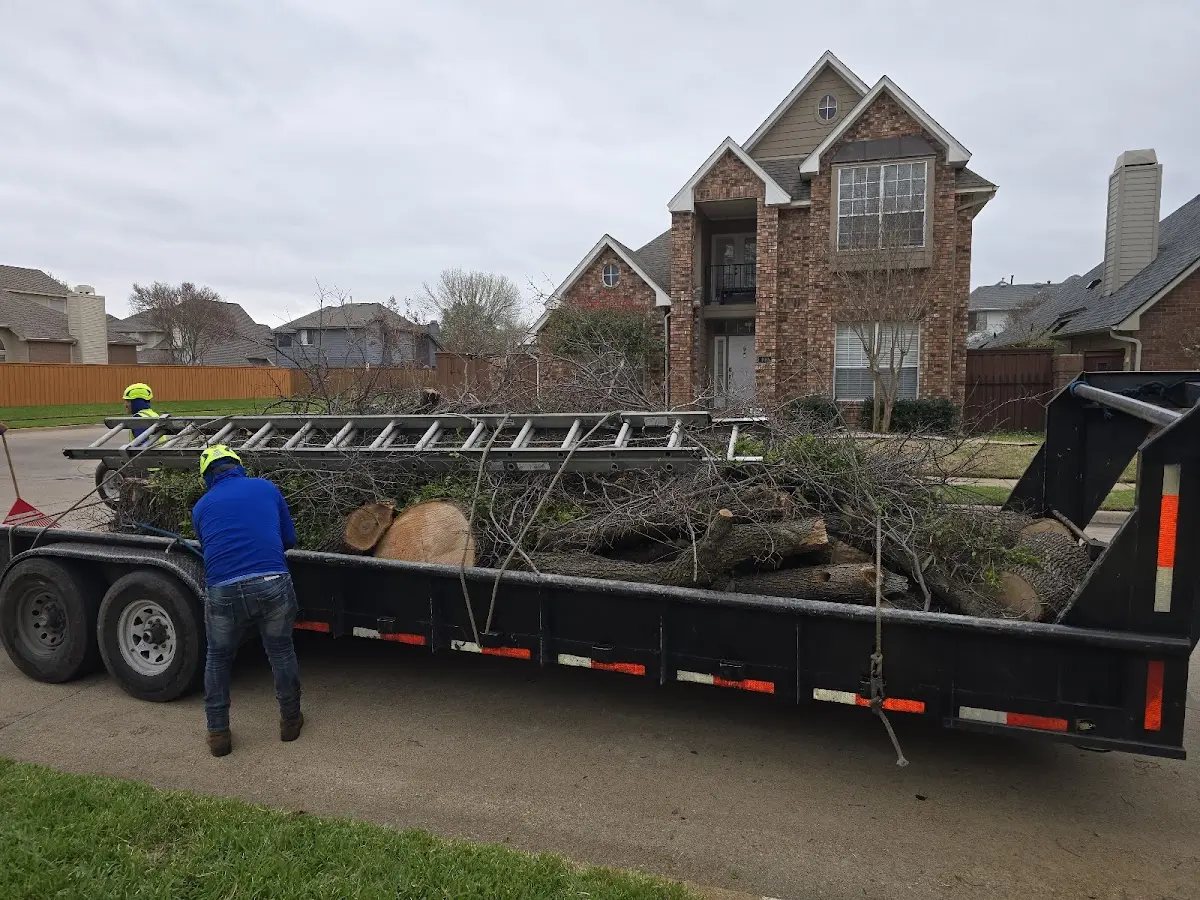 Expert Tree Removal with proper safety equipment in Truchas